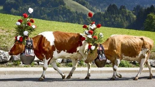 TRANSHUMANCE AU TYROL