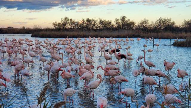 La Camargue et la Provence