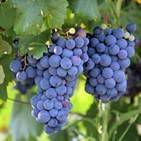 VENDANGES AU PAYS DU BON VIN